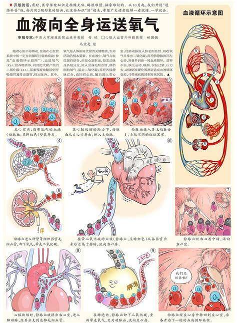 血液循环简图|血液循环简图